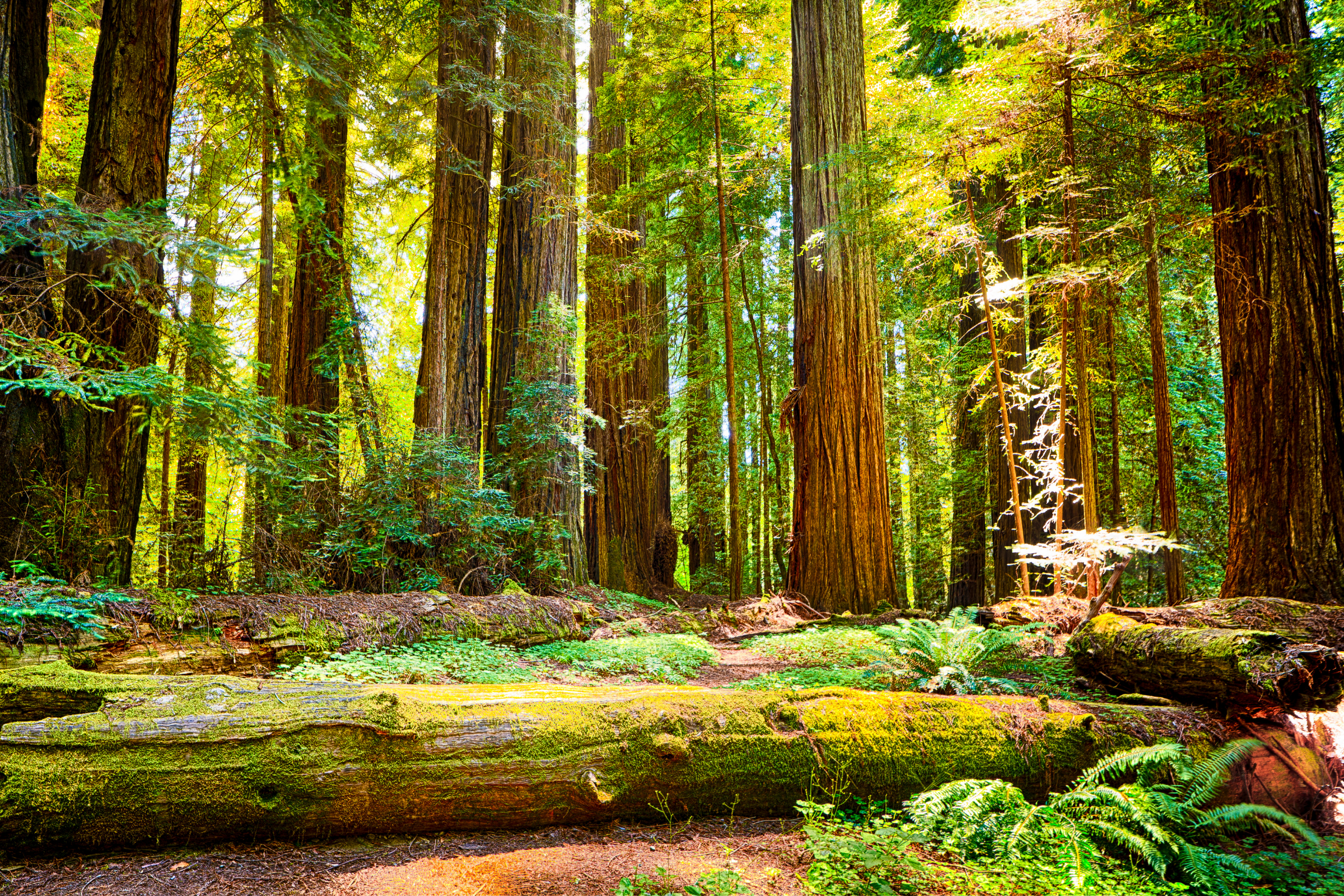 redwood national park, california (2).webp